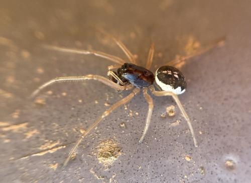 Pachygnatha degeeri